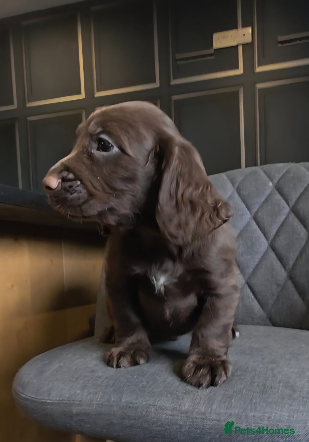 Cocker Spaniel dogs for sale: Cocker Spaniel Puppies Ready To Go!  - Image 5
