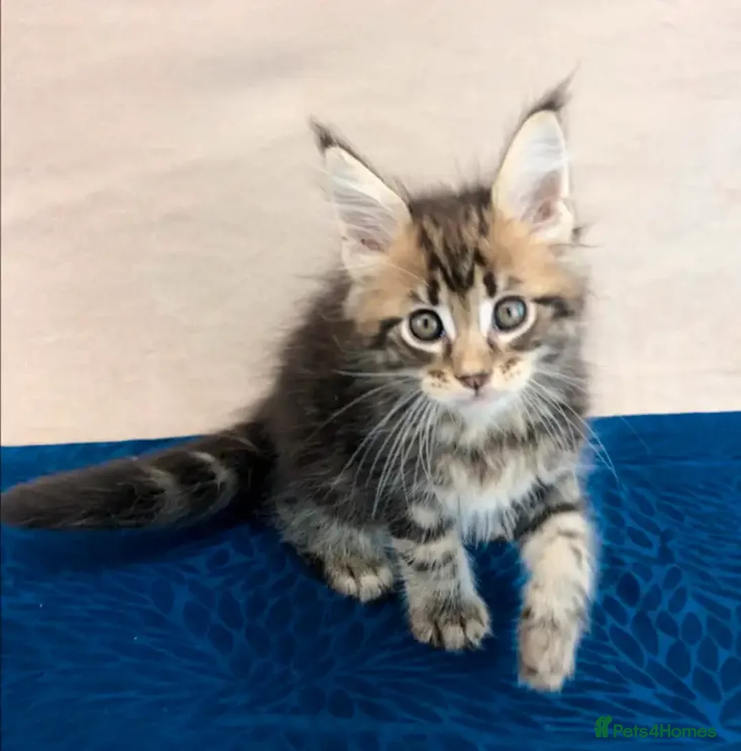 Maine Coon cats for sale: Soft-coat Maine Coons - Image 2