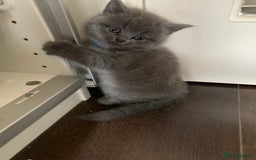 British Shorthair cats for sale: British Shorthair Kittens – Sweet Round Faces 🐻💛 - Image 7