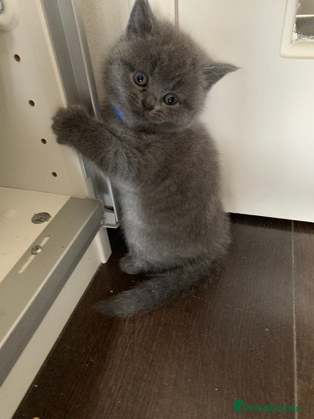 British Shorthair cats for sale: British Shorthair Kittens – Sweet Round Faces 🐻💛 - Image 7