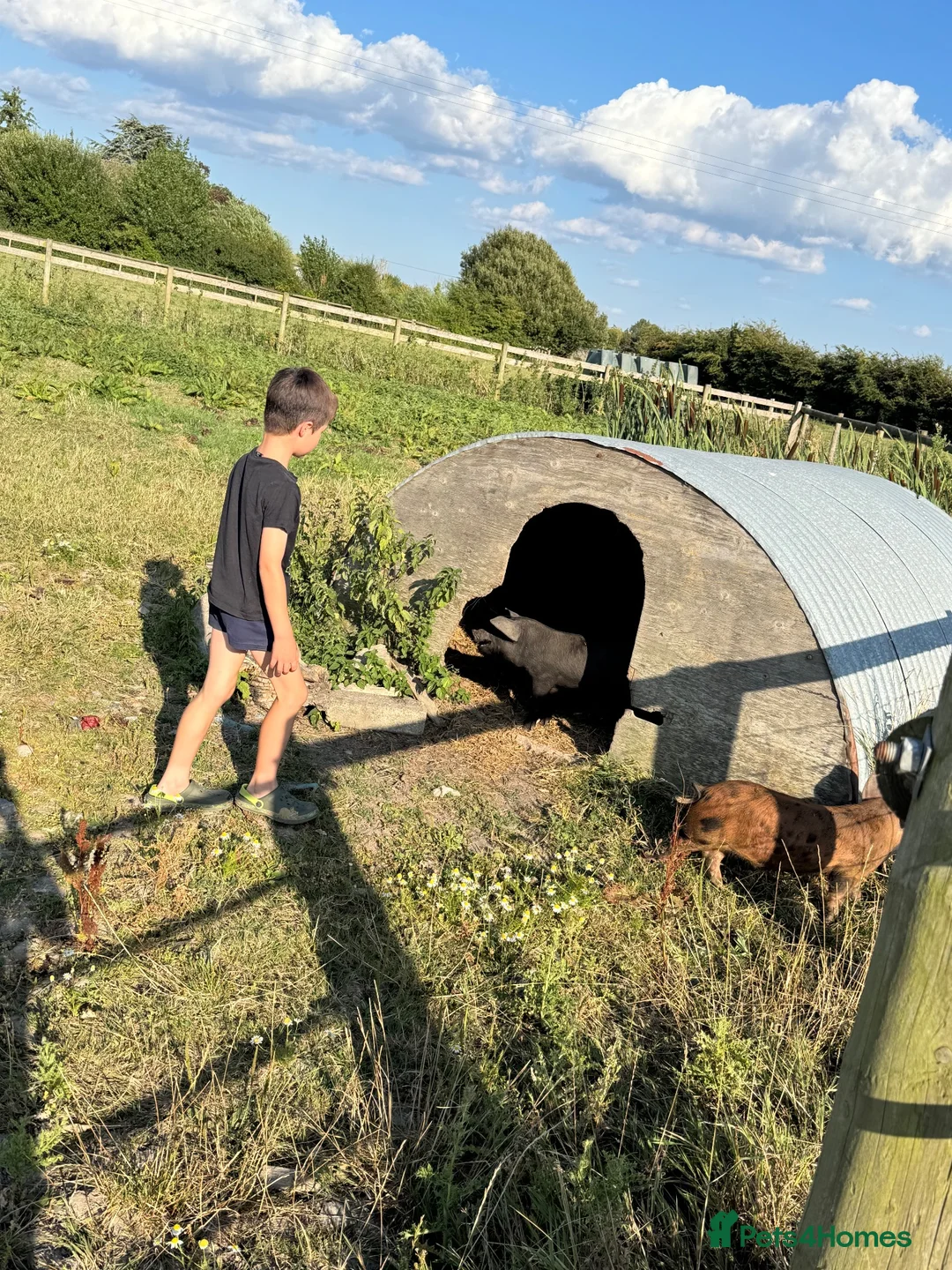 Pig livestock for sale: 2 x Tamworth x Berkshire piglets  - Advert 2