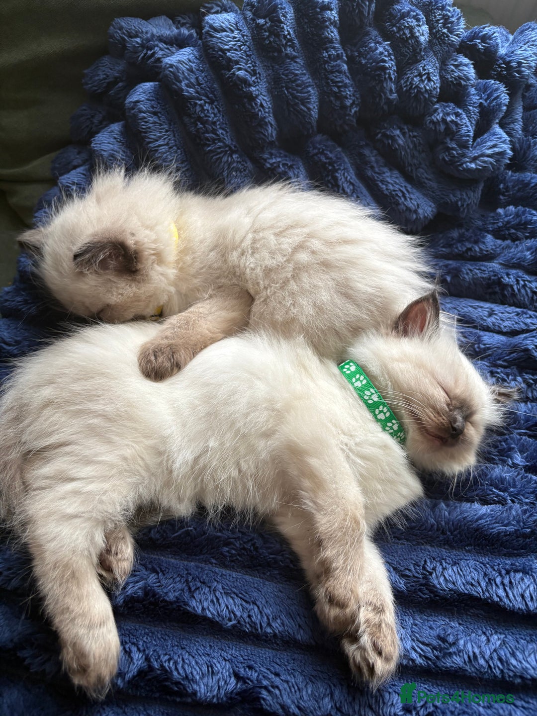 Ragdoll cats for sale: Beautiful Ragdoll Kittens 2 boys 2 girls 😍 - Advert 17