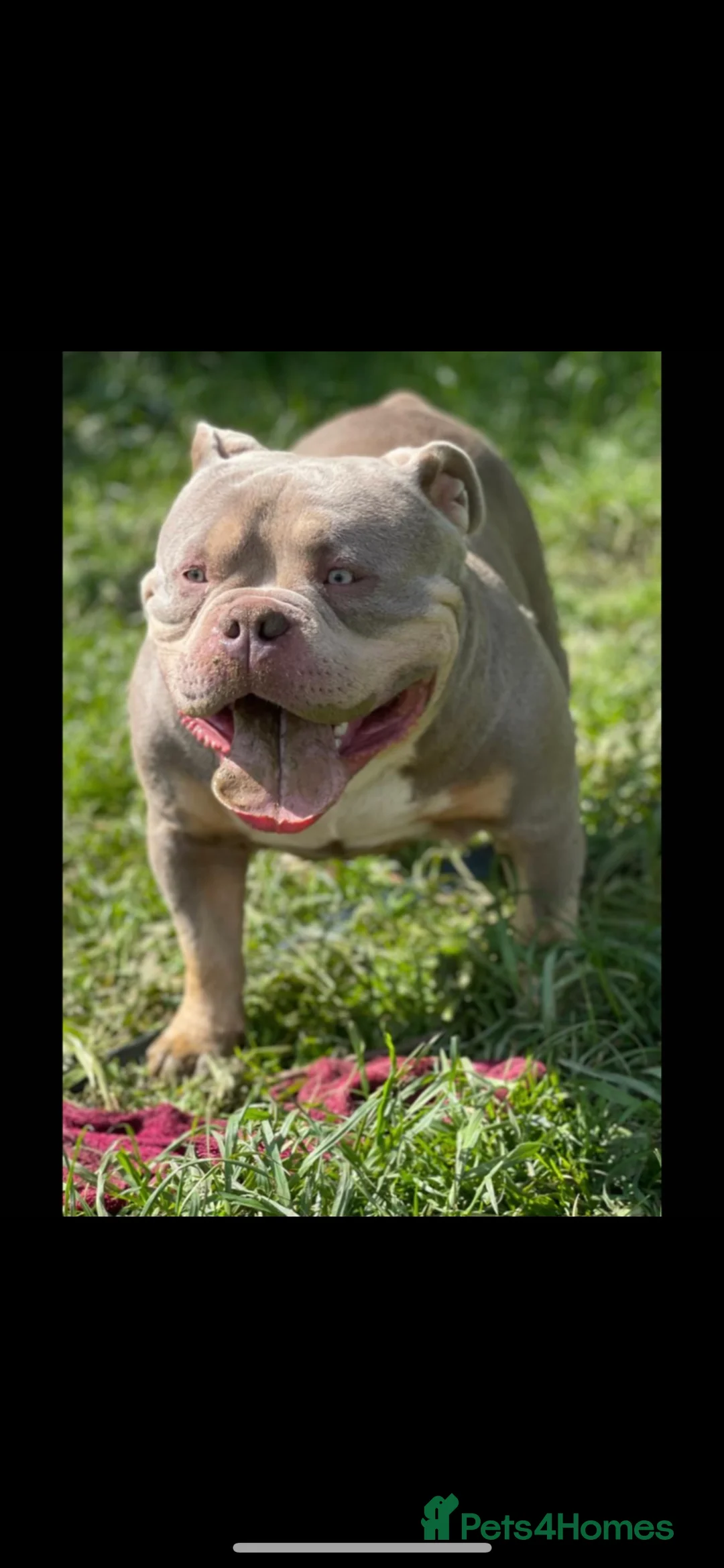 American Bully dogs for stud: Proven lilac tri abkc American pocket bully stud in Trowbridge - Advert 10