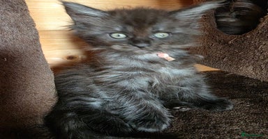 Maine Coon cats - Advert 6