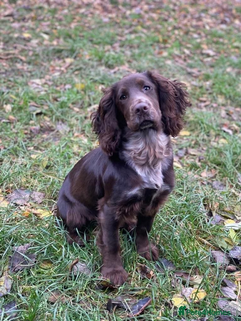 Cocker Spaniel dogs Cocker Spaniel Puppies -Ready Now - Advert 1