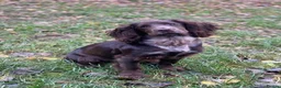 Cocker Spaniel dogs for sale: Cocker Spaniel Puppies -Ready Now - Advert 1