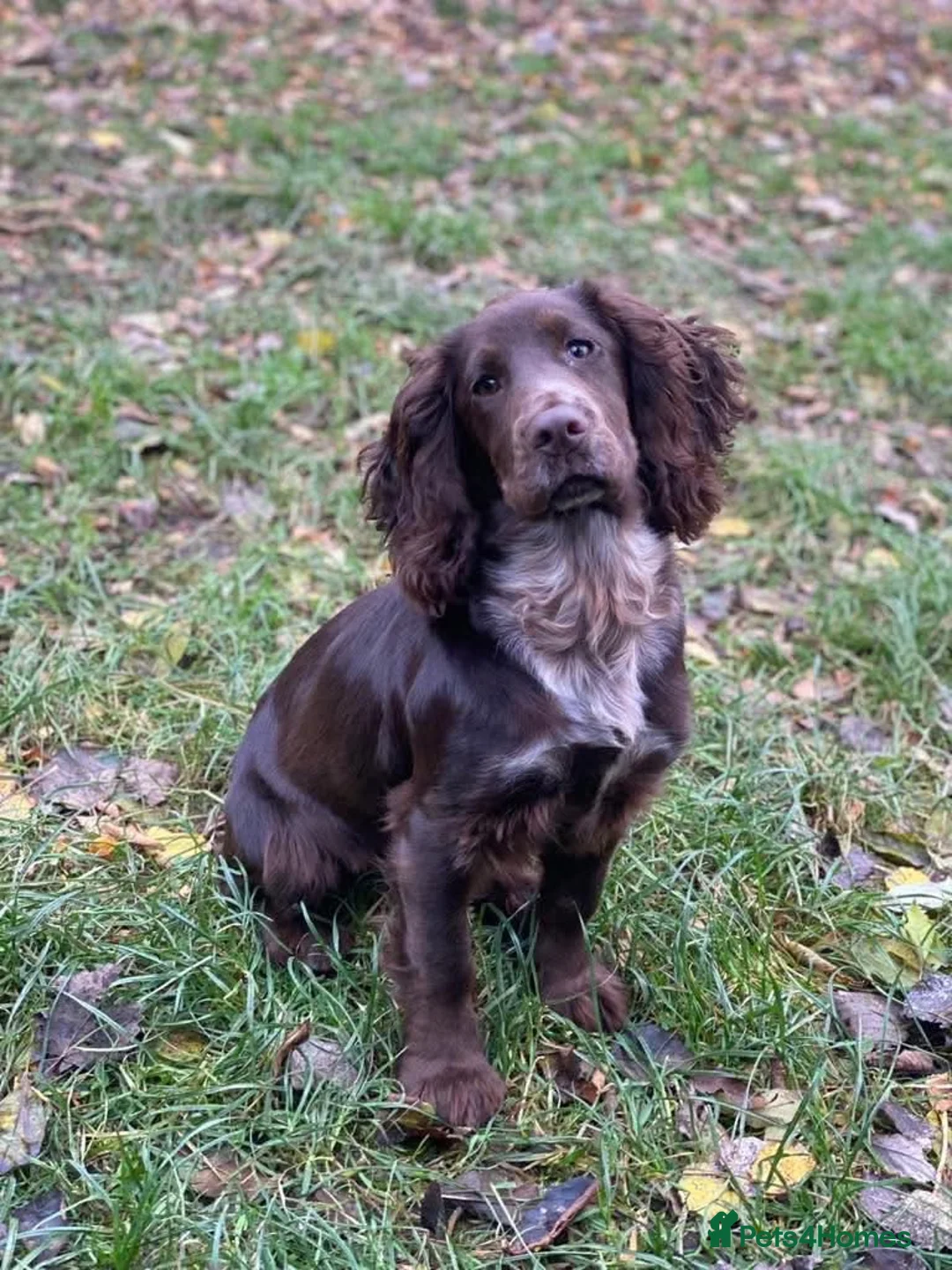Cocker Spaniel dogs for sale: Cocker Spaniel Puppies -Ready Now - Advert 1