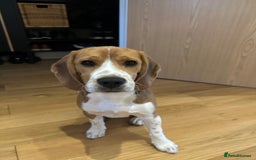 Beagle dogs for sale: Beautiful boy Beagle nearly 6 months old  - Image 10