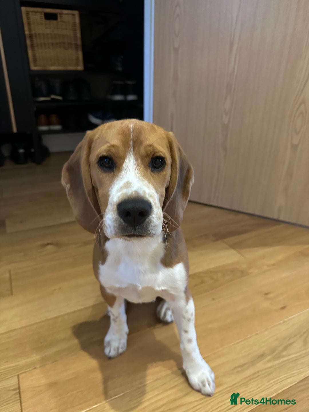 Beagle dogs for sale: Beautiful boy Beagle nearly 6 months old  - Image 10