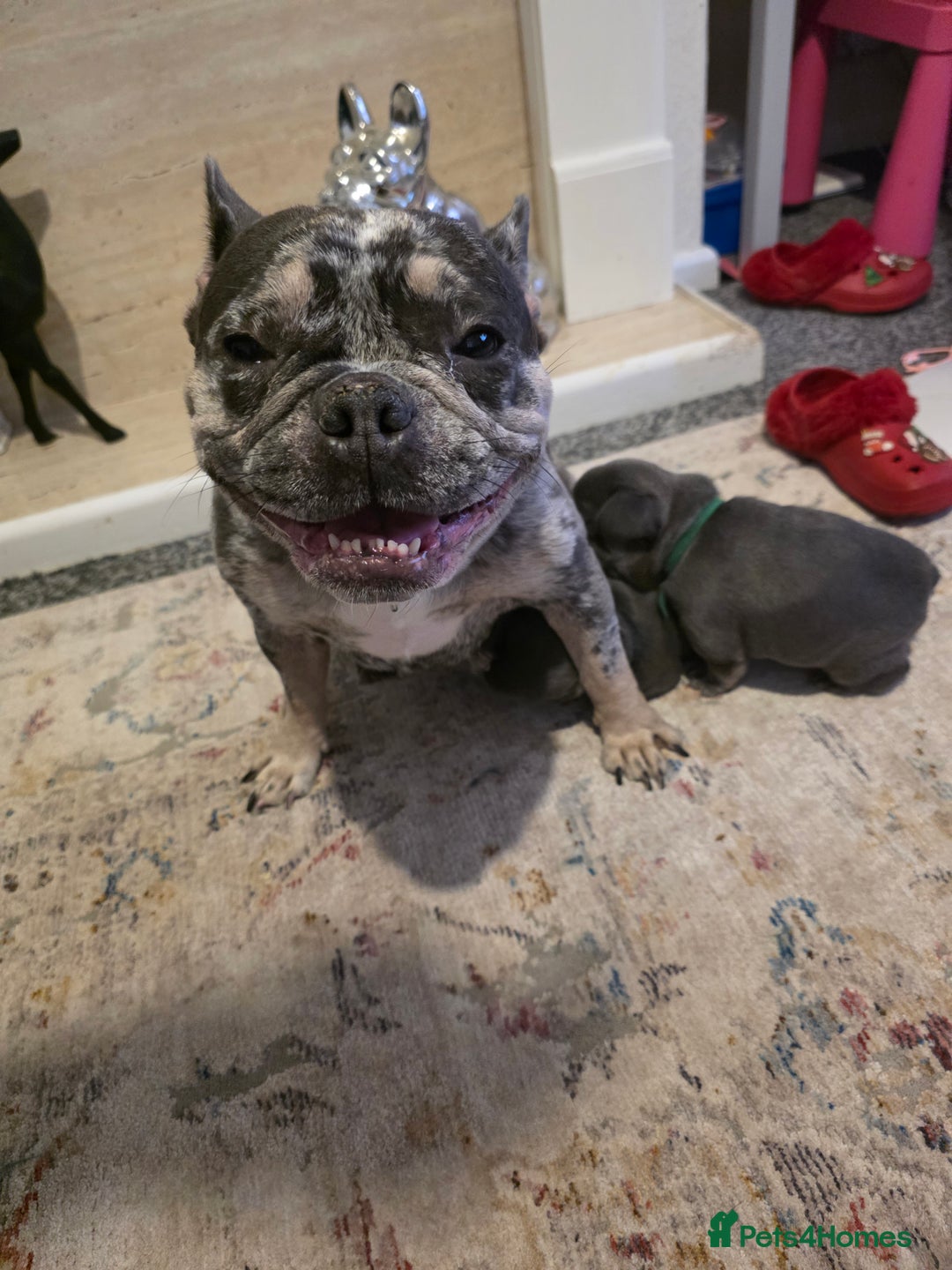 French Bulldog dogs for sale: Frenchie Puppies - Image 19