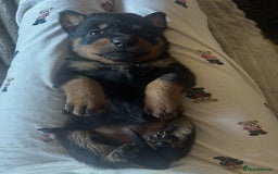 Rottweiler dogs for sale: Beautiful Rottweiler pups  - Image 21