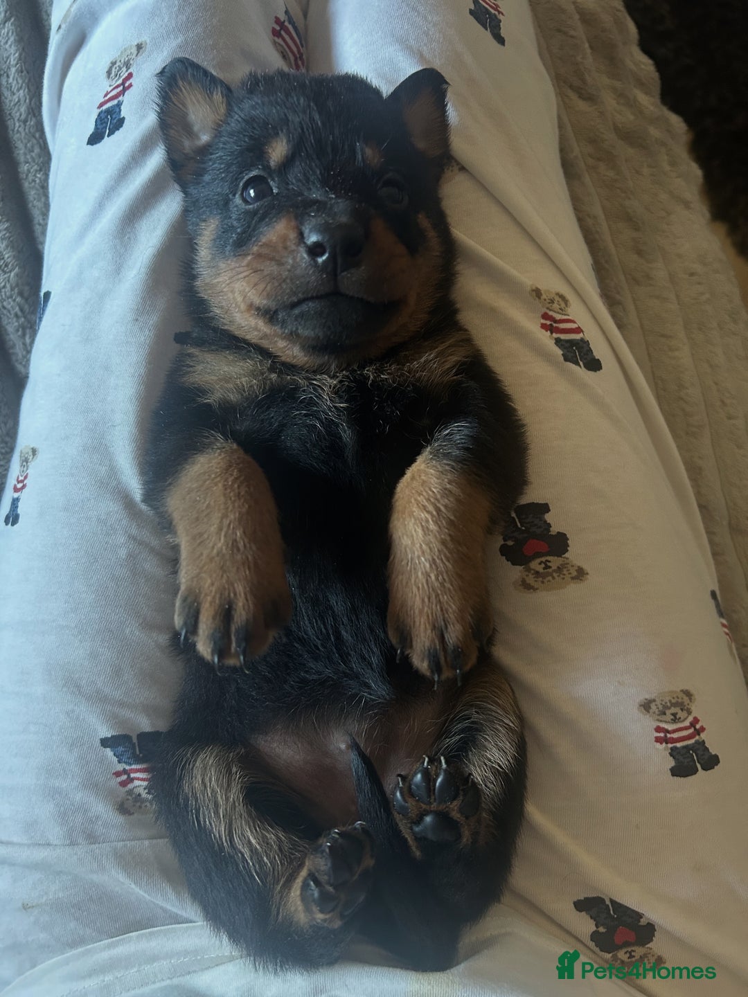 Rottweiler dogs for sale: Beautiful Rottweiler pups  - Image 21