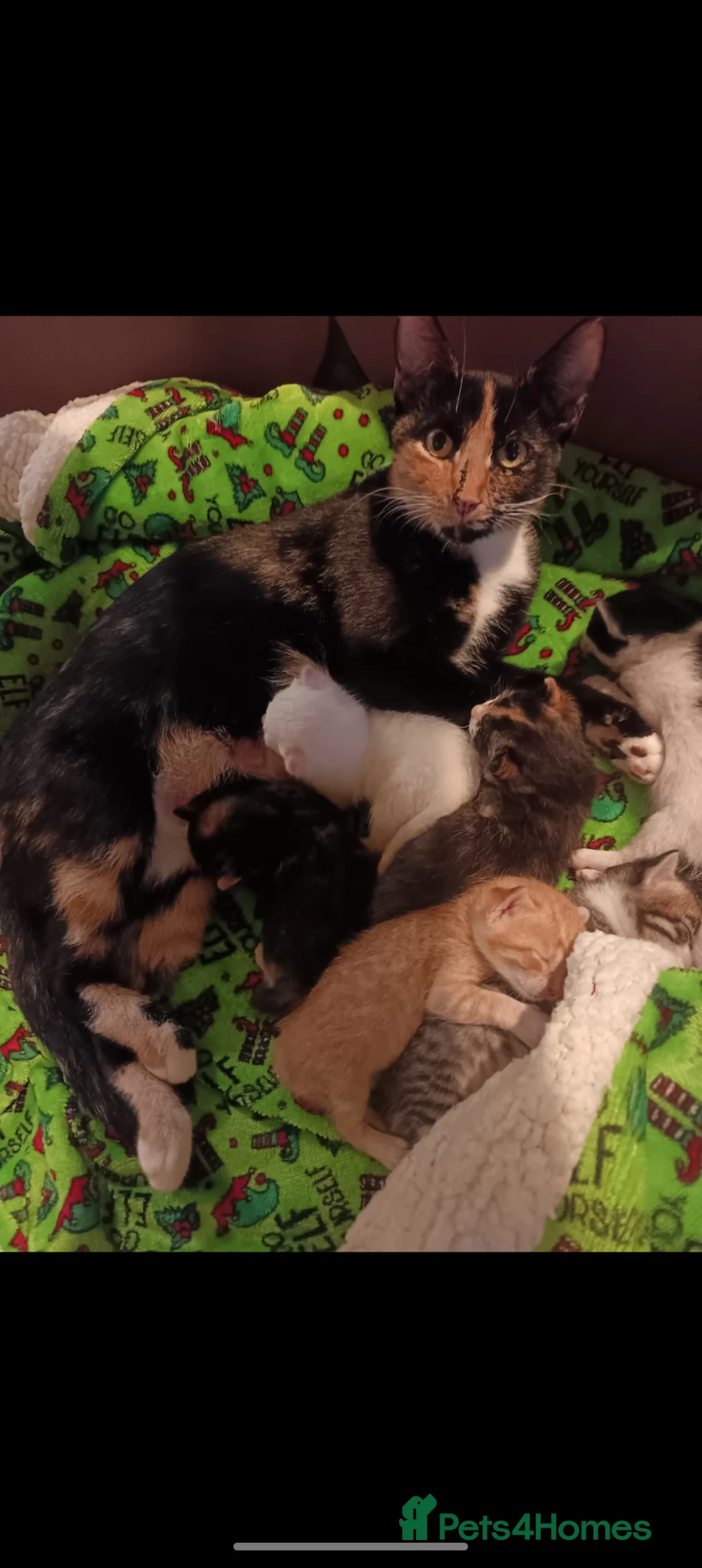 Mixed Breed cats for sale: Adorable Kittens Looking for Their Forever Homes - Advert 9