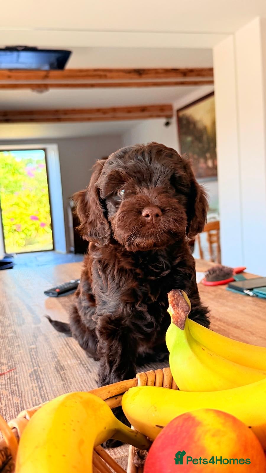 Cockapoo dogs Mini Cockapoo’s  - Advert 1