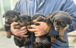 Rottweiler dogs for sale: 5-Generation Champion Line KC Rottweiler Puppies - Image 8