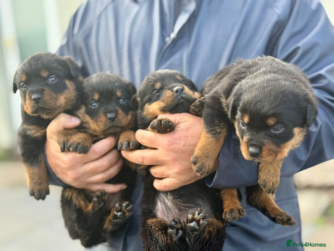 Rottweiler dogs for sale: 5-Generation Champion Line KC Rottweiler Puppies - Image 8