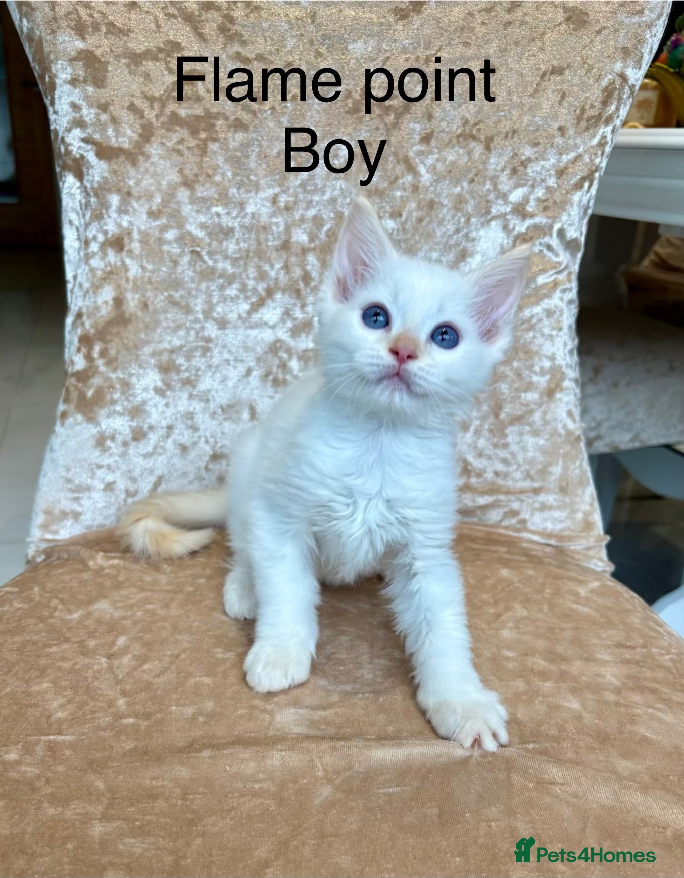Ragdoll cats Beautiful ragdoll kittens  - Advert 2