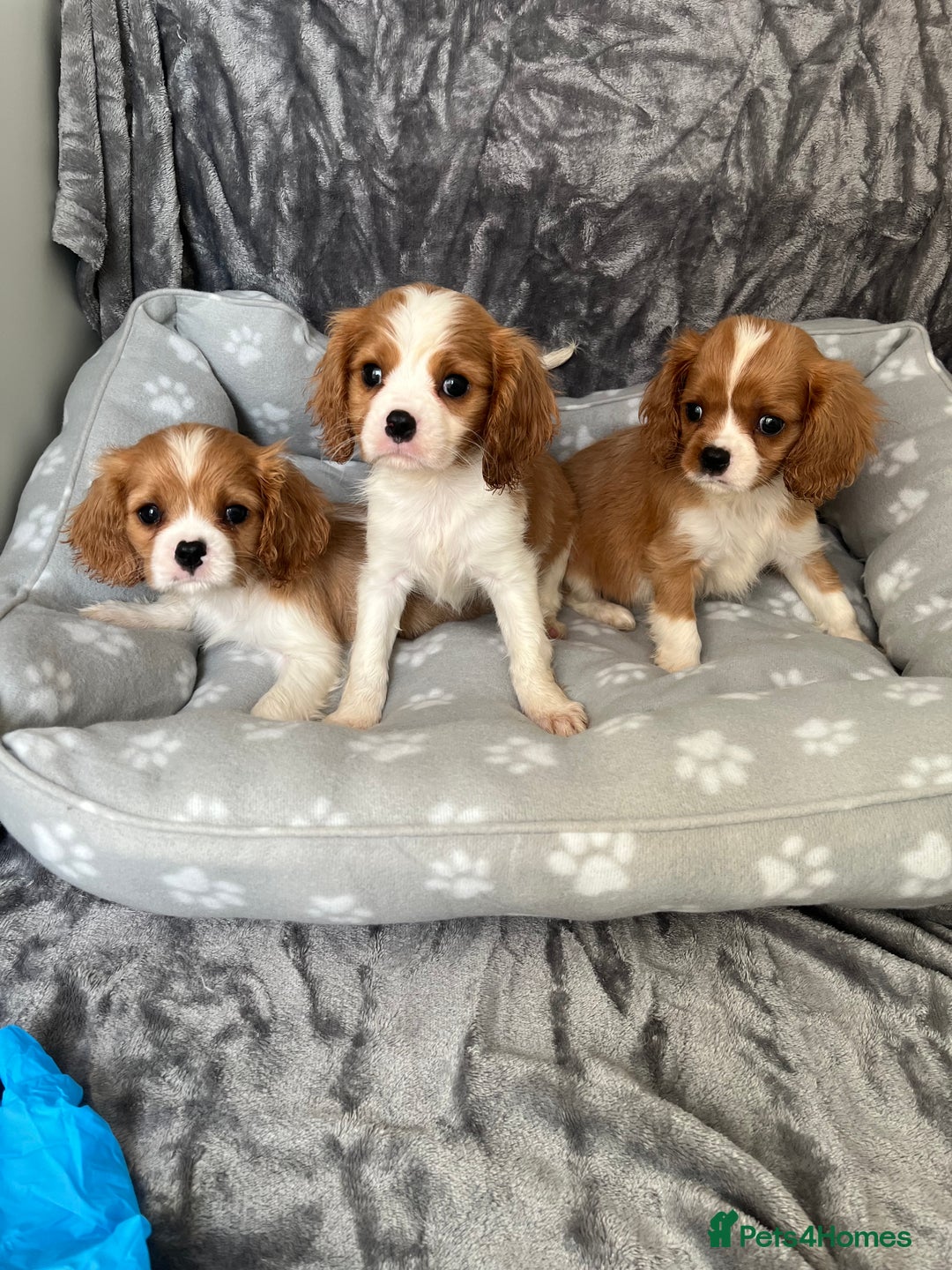 Cavalier King Charles Spaniel dogs for sale: Health tested stunning puppies - Advert 2