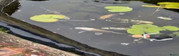 Koi Carp fish for sale: Koi carp for sale  in Gravesend - Advert 3