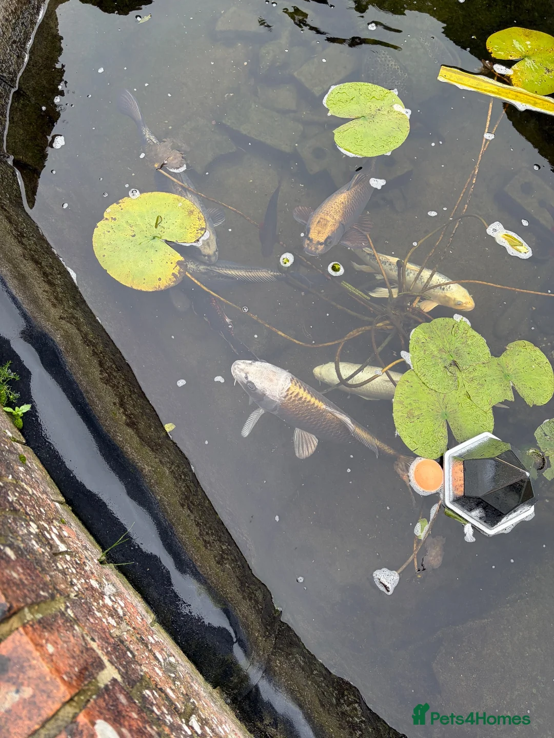 Koi Carp fish for sale: Koi carp for sale  in Gravesend - Advert 3
