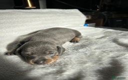 Miniature Dachshund dogs for sale: Miniature dachshund - Image 9