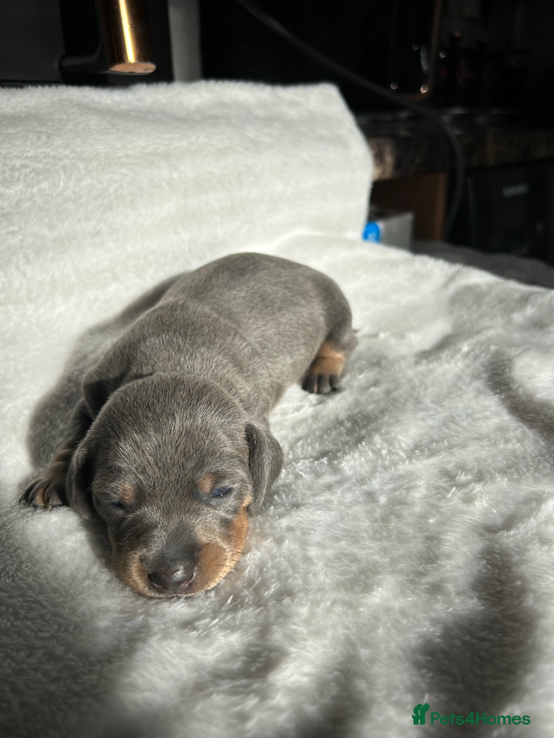 Miniature Dachshund dogs for sale: Miniature dachshund - Image 9