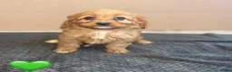 Cavapoo dogs for sale: Beautiful Cavapoo Puppies🐶❤️ - Advert 14