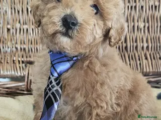 Cavapoo dogs Last boy toy cavapoo - Advert 7