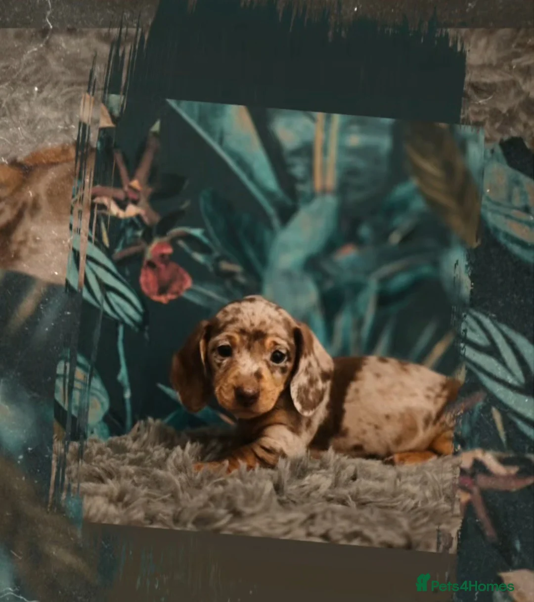 Miniature Dachshund dogs for sale: Miniture dachshunds puppies - Advert 4