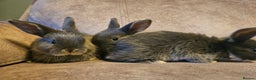 Mixed Breed rabbits for sale: 8 week old grey blue otter netherland dwarf x - Advert 10