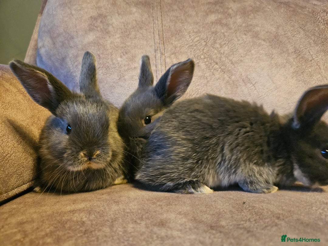 Mixed Breed rabbits for sale: 8 week old grey blue otter netherland dwarf x - Advert 10