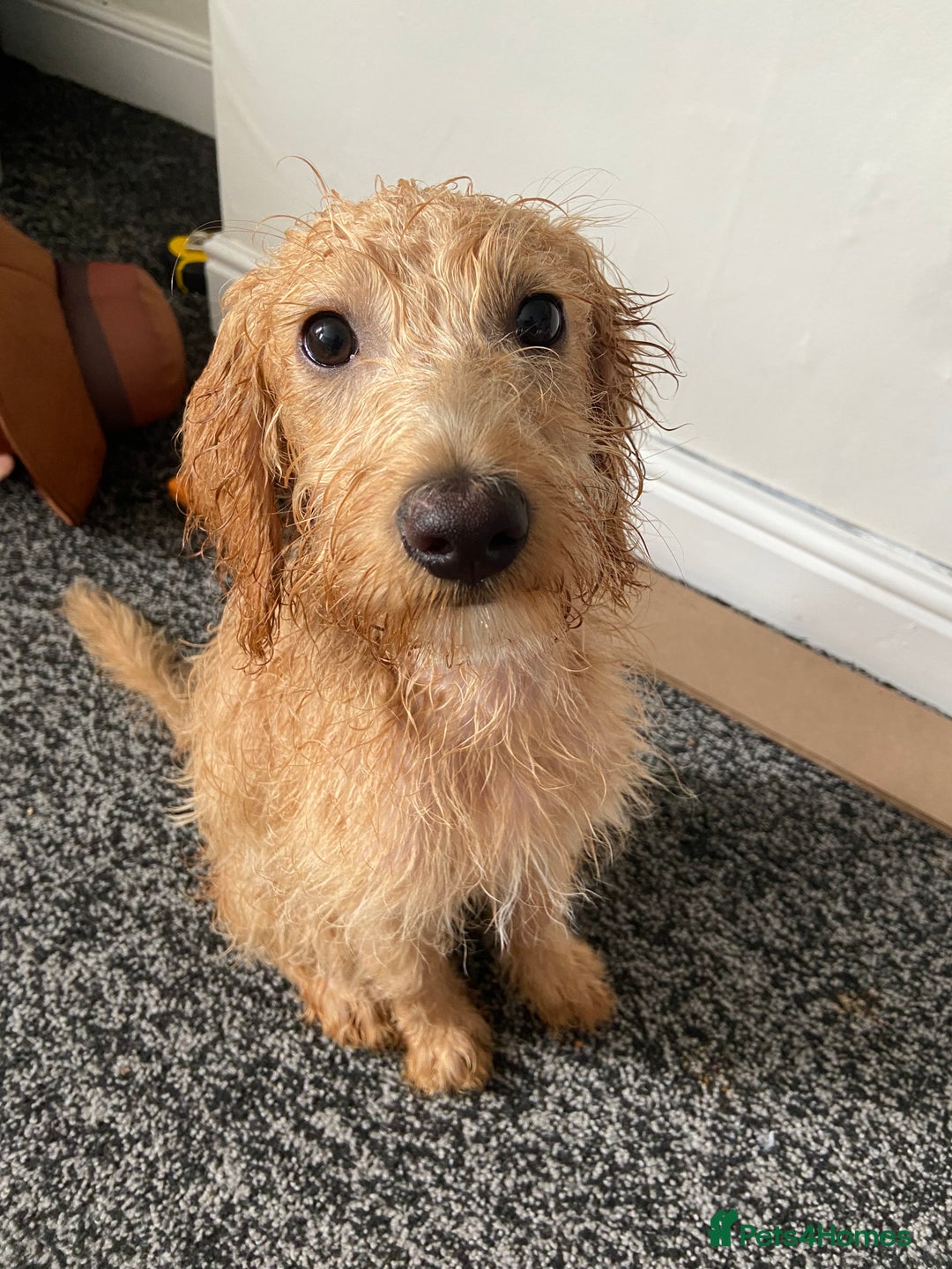 Labradoodle dogs for sale: 4 month old Labradoodle Puppy named Chilli🌶️ - Image 1