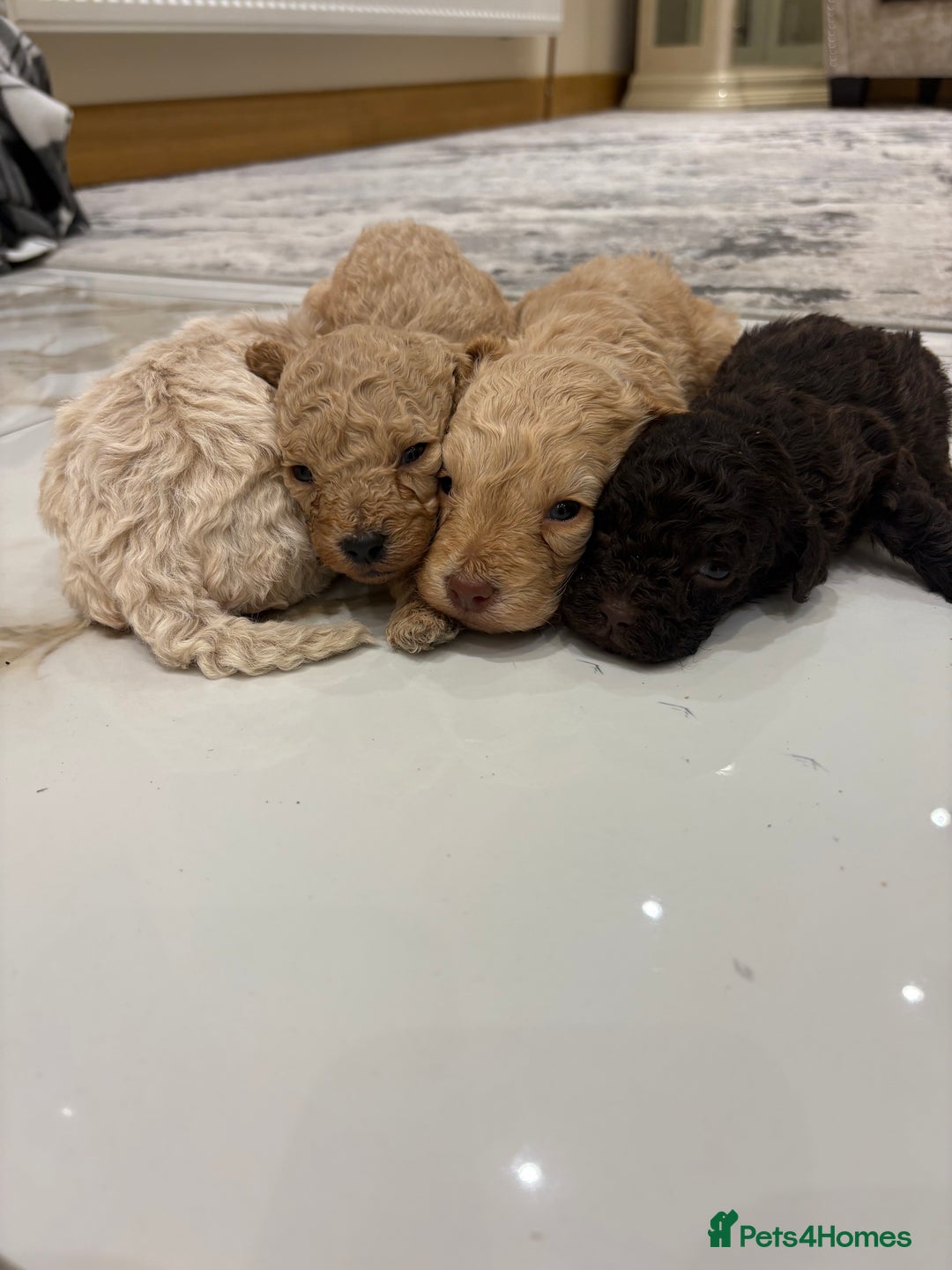 Cockapoo dogs for sale: F1B cockapoo puppies  - Advert 1