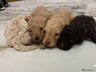 Cockapoo dogs F1B cockapoo puppies - Advert 6