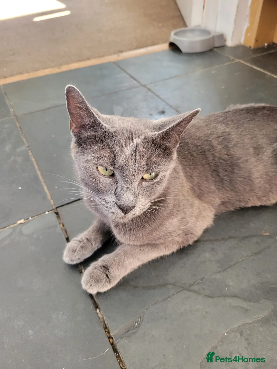 Russian Blue cats for sale: Pair of Beautiful Russian Blue Kittens - Advert 2