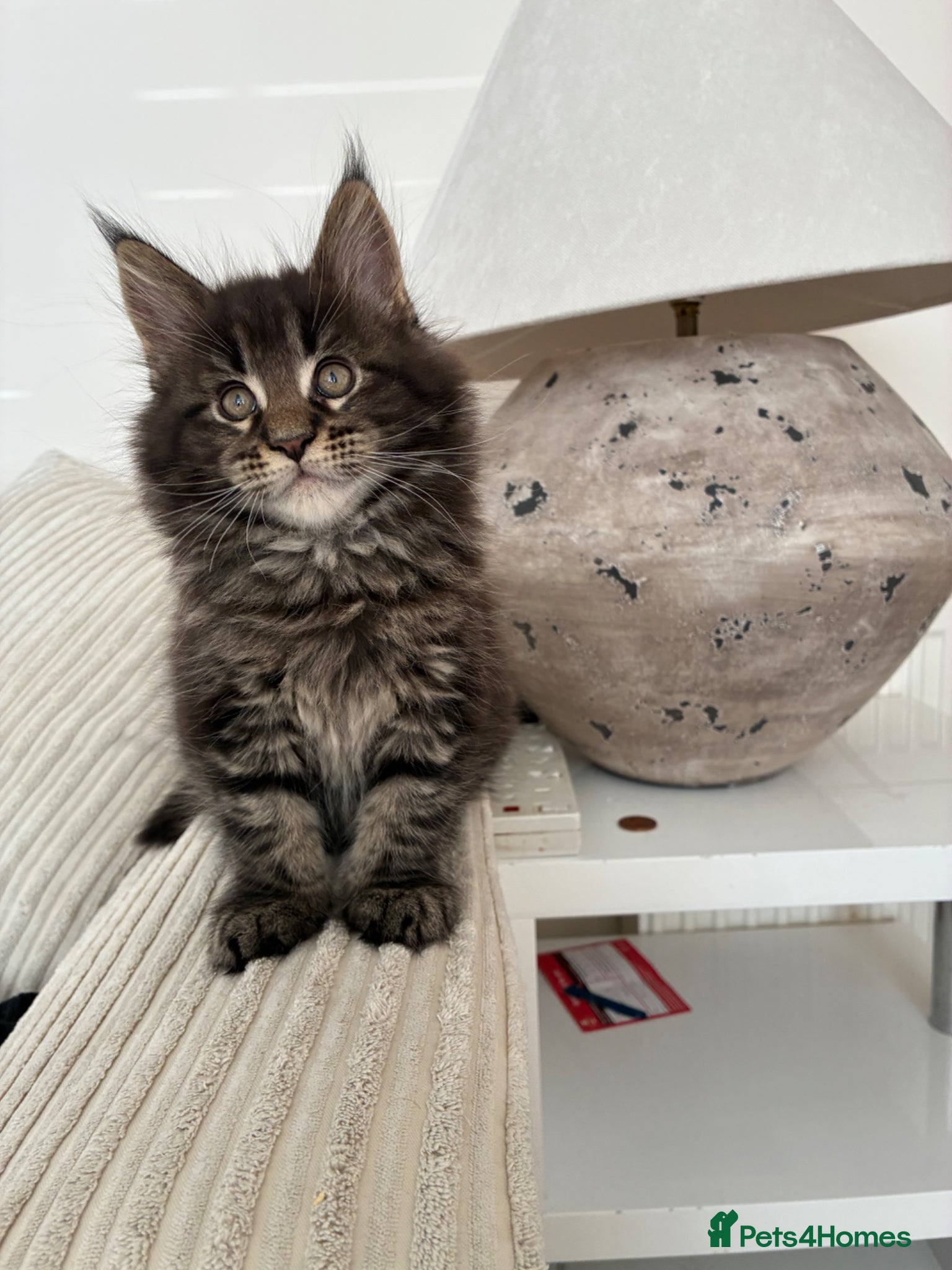 Maine Coon cats Maine coon kittens  - Advert 18