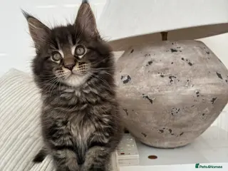 Maine Coon cats Maine coon kittens - Advert 18