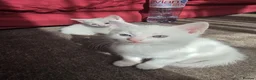Turkish Angora cats for sale: Whithe Turkish Angora - Advert 9