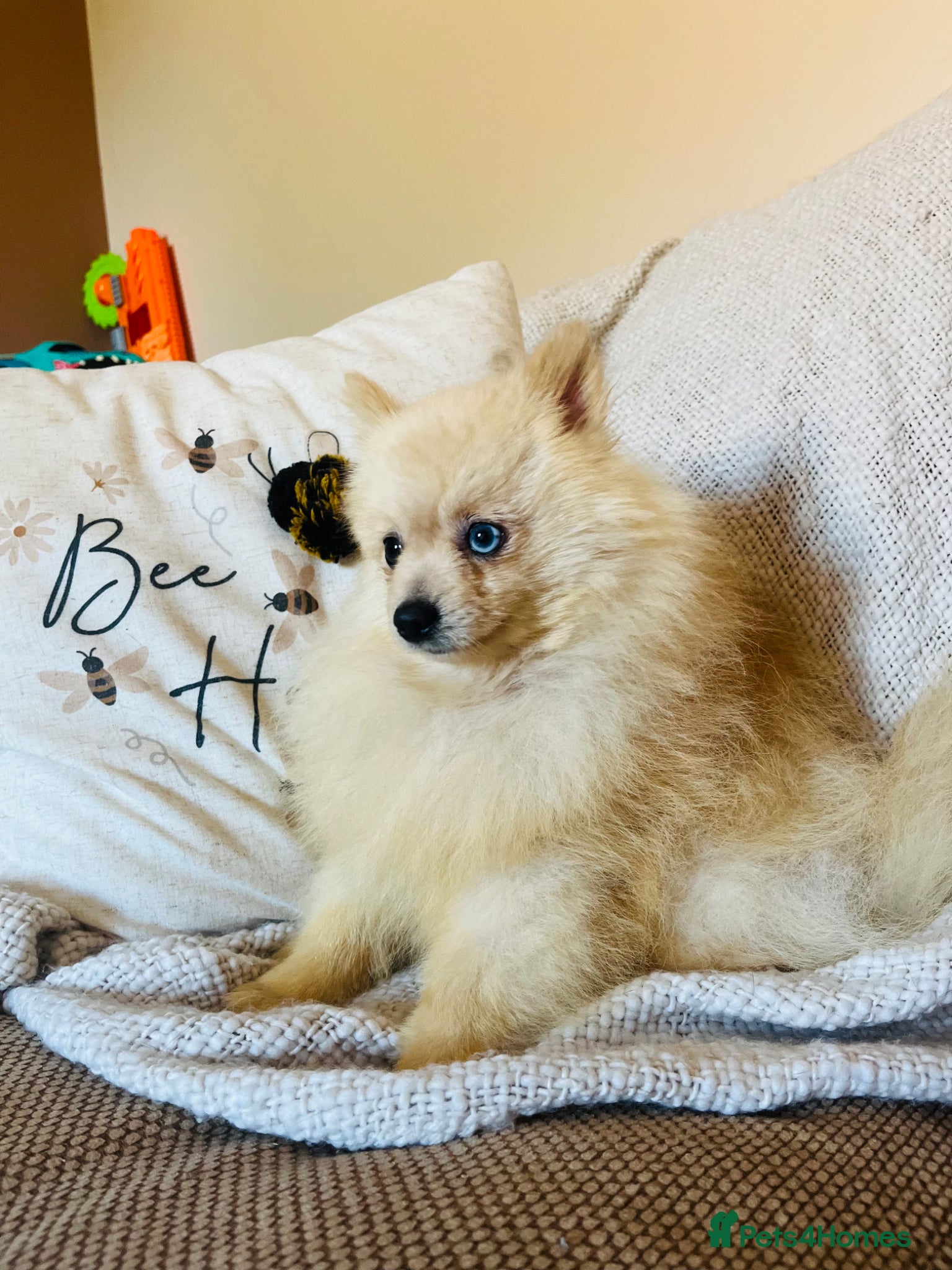 Pomeranian dogs Male (blue eyed) pomeranian boys  - Advert 18