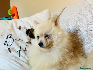 Pomeranian dogs Male (blue eyed) pomeranian boys - Advert 18