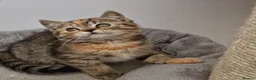 Mixed Breed cats for sale: Available Female tortie kitten - Advert 4