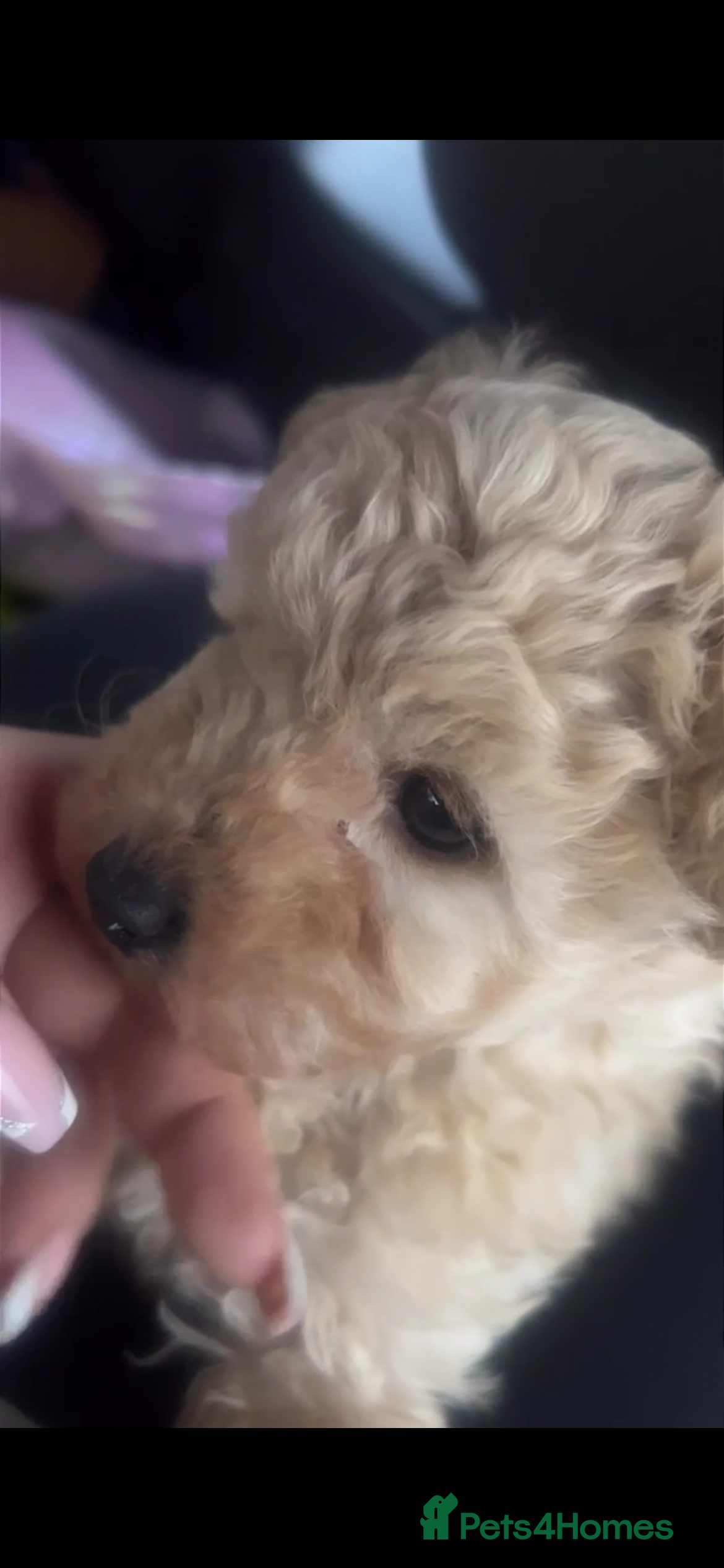 Mixed Breed dogs Girl maltipoo - Advert 1