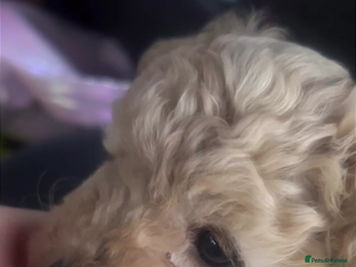 Mixed Breed dogs Girl maltipoo - Advert 1