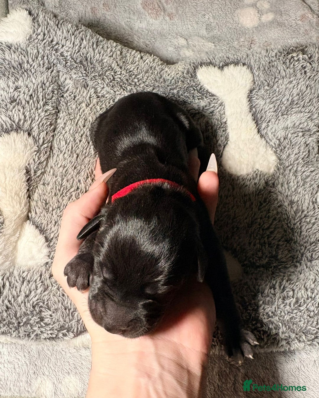 Great Dane dogs for sale: 12x healthy Great Dane puppies - Advert 10