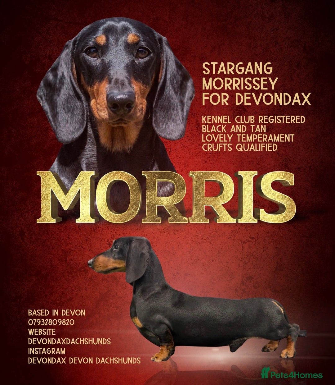 Miniature Dachshund dogs for stud: Kc reg Black and Tan mini smooth. - Advert 1