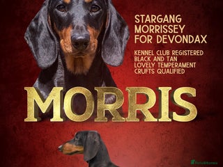 Miniature Dachshund dogs Kc reg Black and Tan mini smooth. - Advert 16