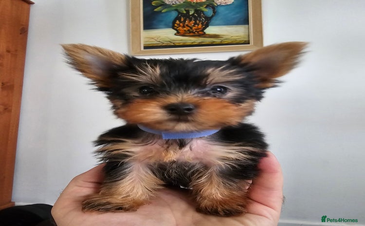 Yorkshire Terrier dogs - Advert 1
