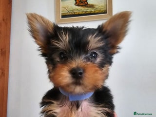 Yorkshire Terrier dogs - Advert 18