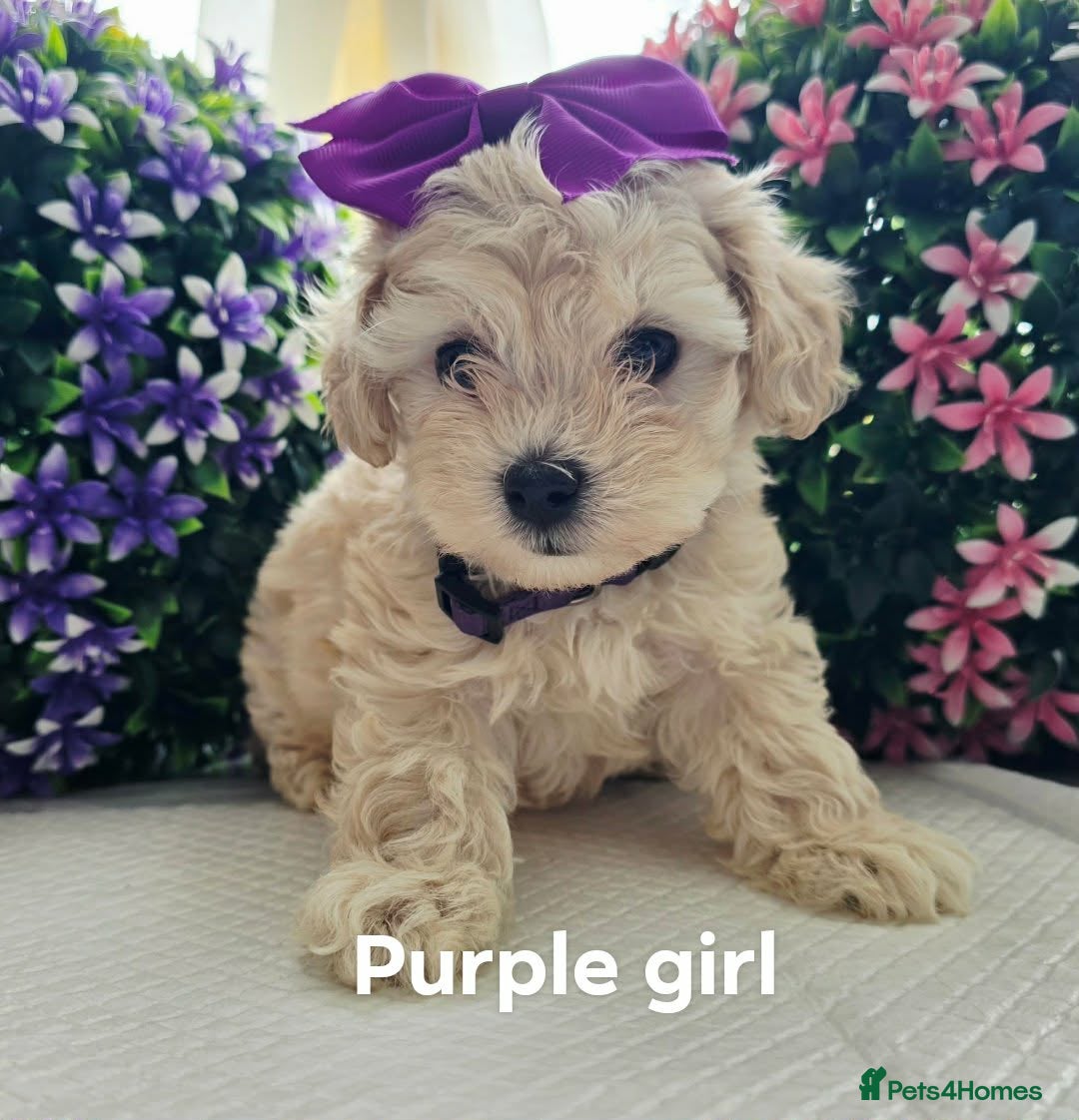 Maltipoo dogs Maltippo puppies  NEW PRICE !!!!! - Advert 14