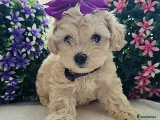 Maltipoo dogs Maltippo puppies NEW PRICE !!!!! - Advert 14